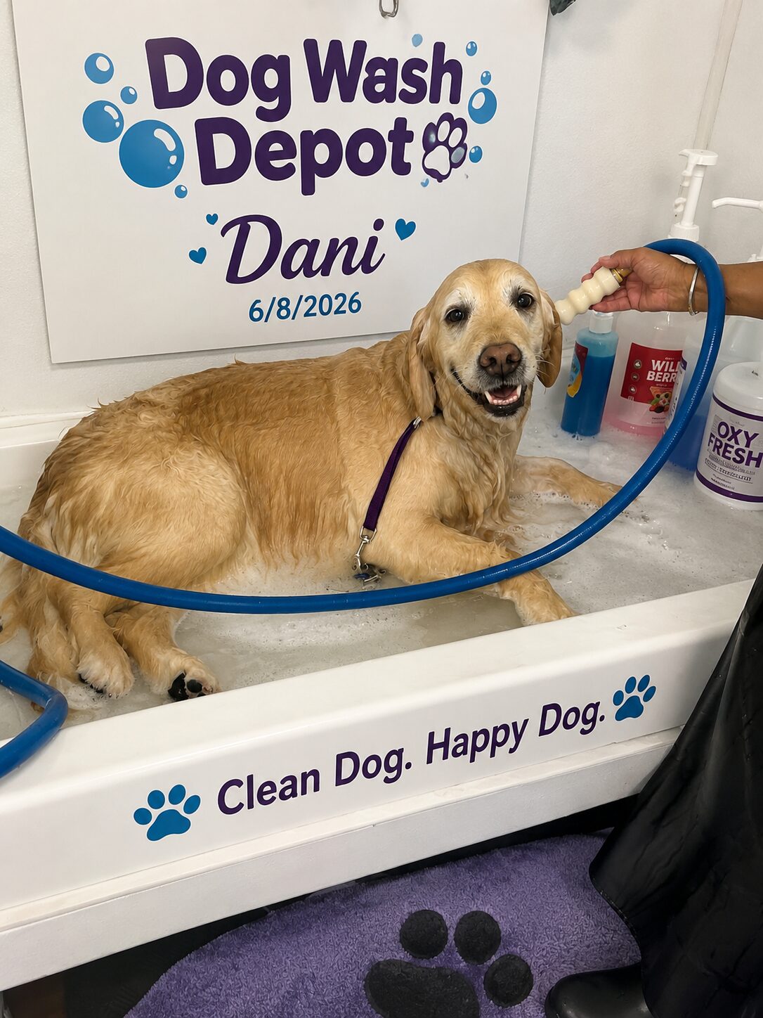 Golden retriever smiling in dog wash tub