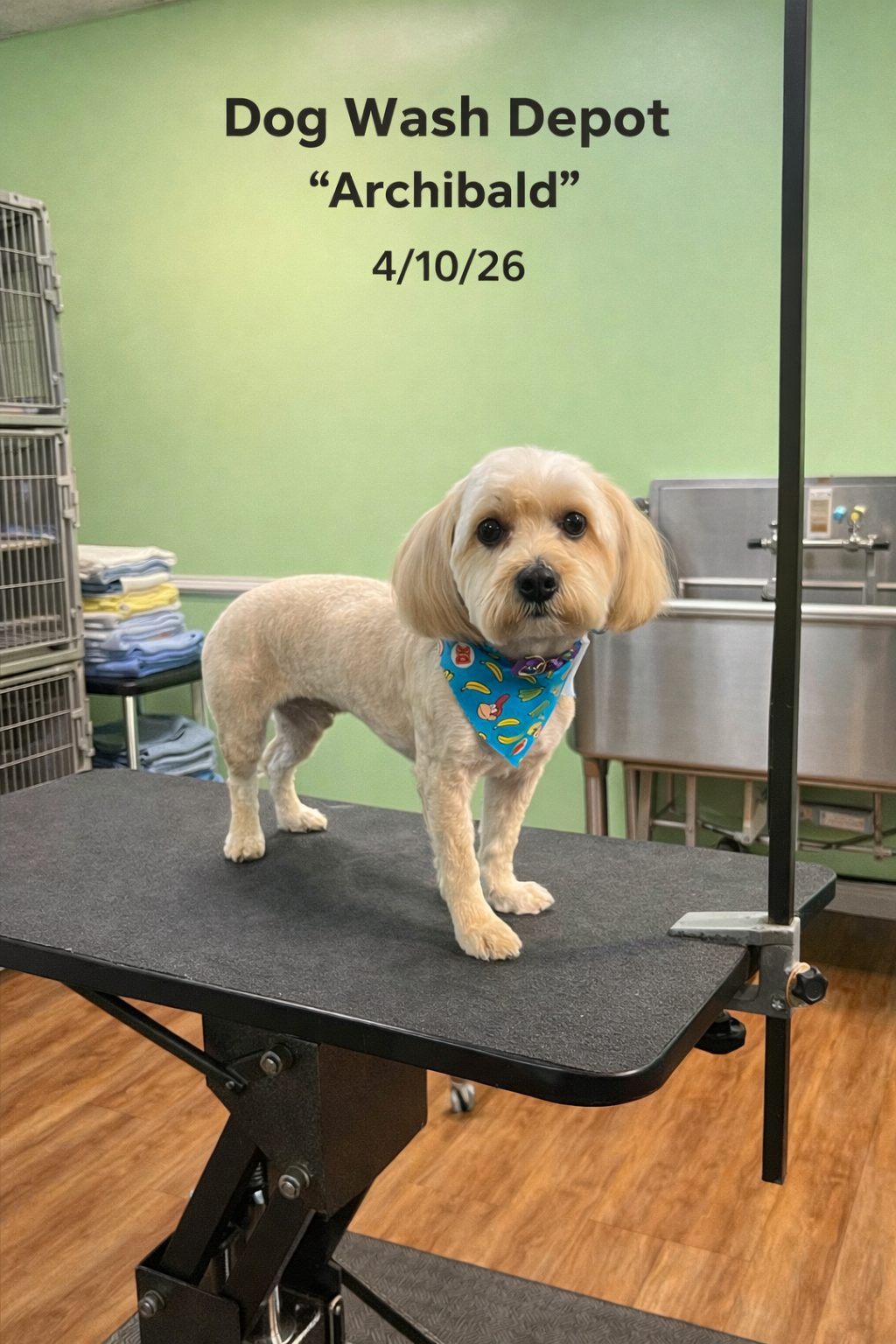 Groomed small dog wearing blue bandana on table