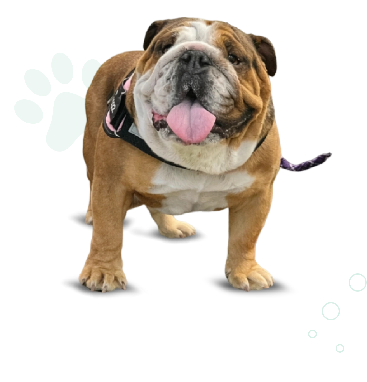 Bulldog standing against a black background.