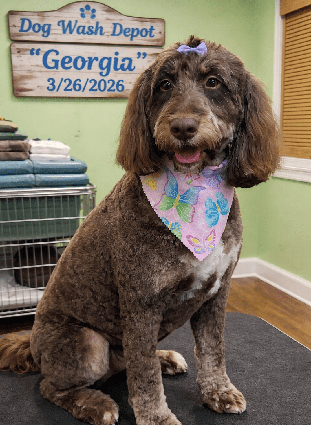 Groomed brown dog wearing floral bandana