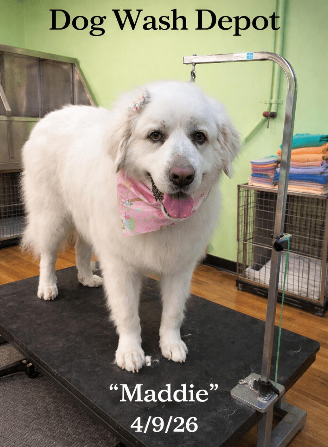 Fluffy white dog wearing pink bandana