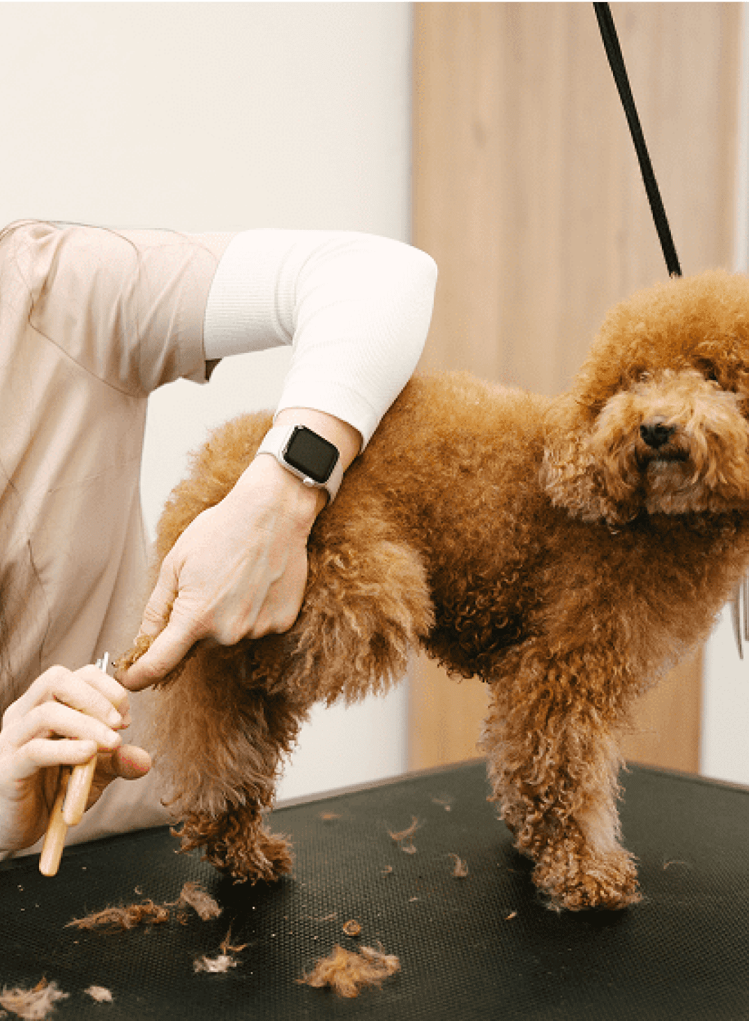Groomer trimming curly brown poodle on table