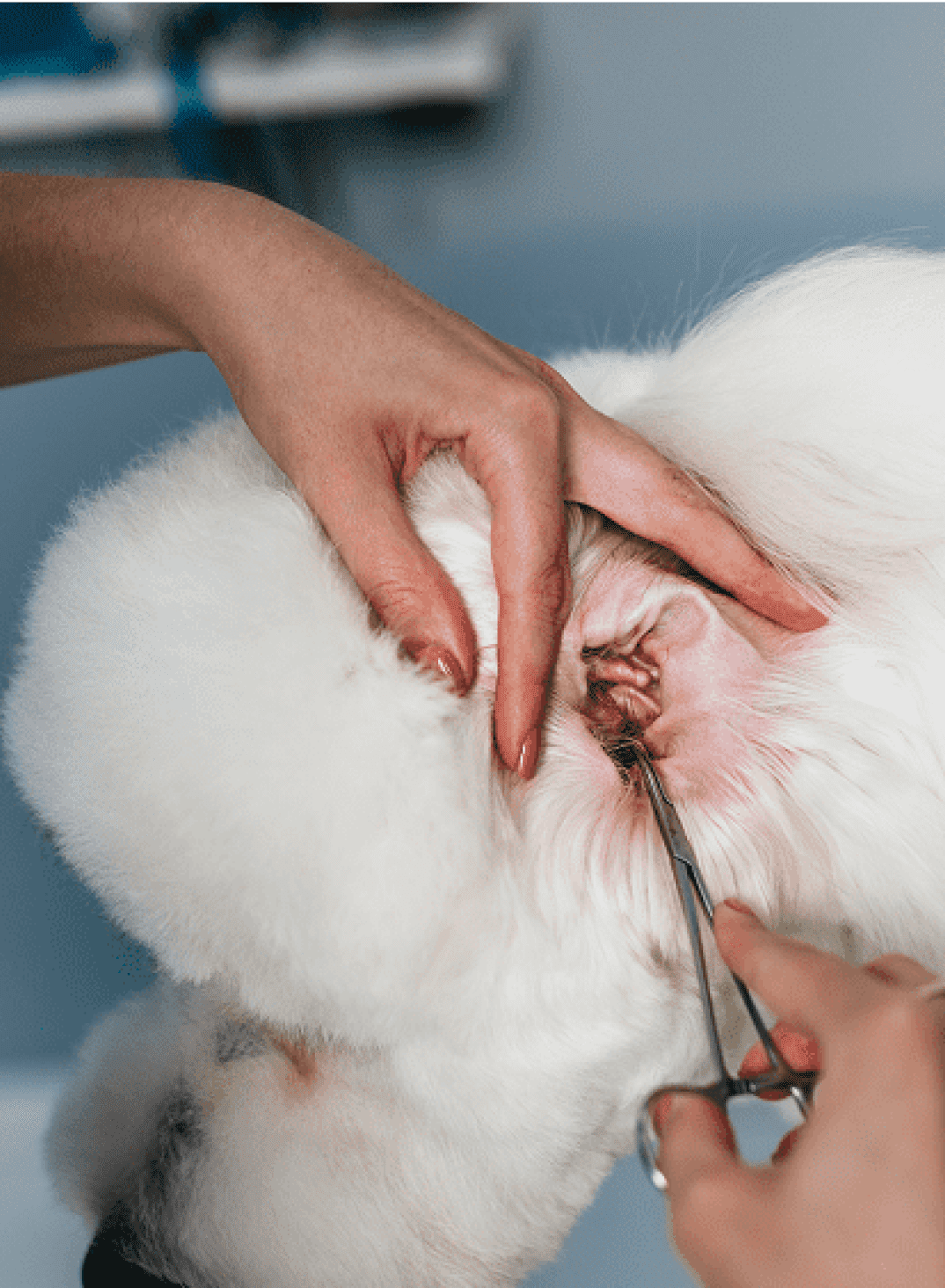 Groomer trimming white dog ear fur