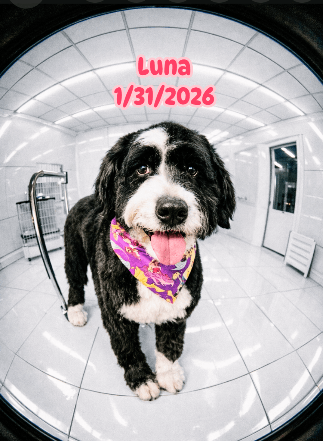 Black-and-white dog wearing colorful bandana