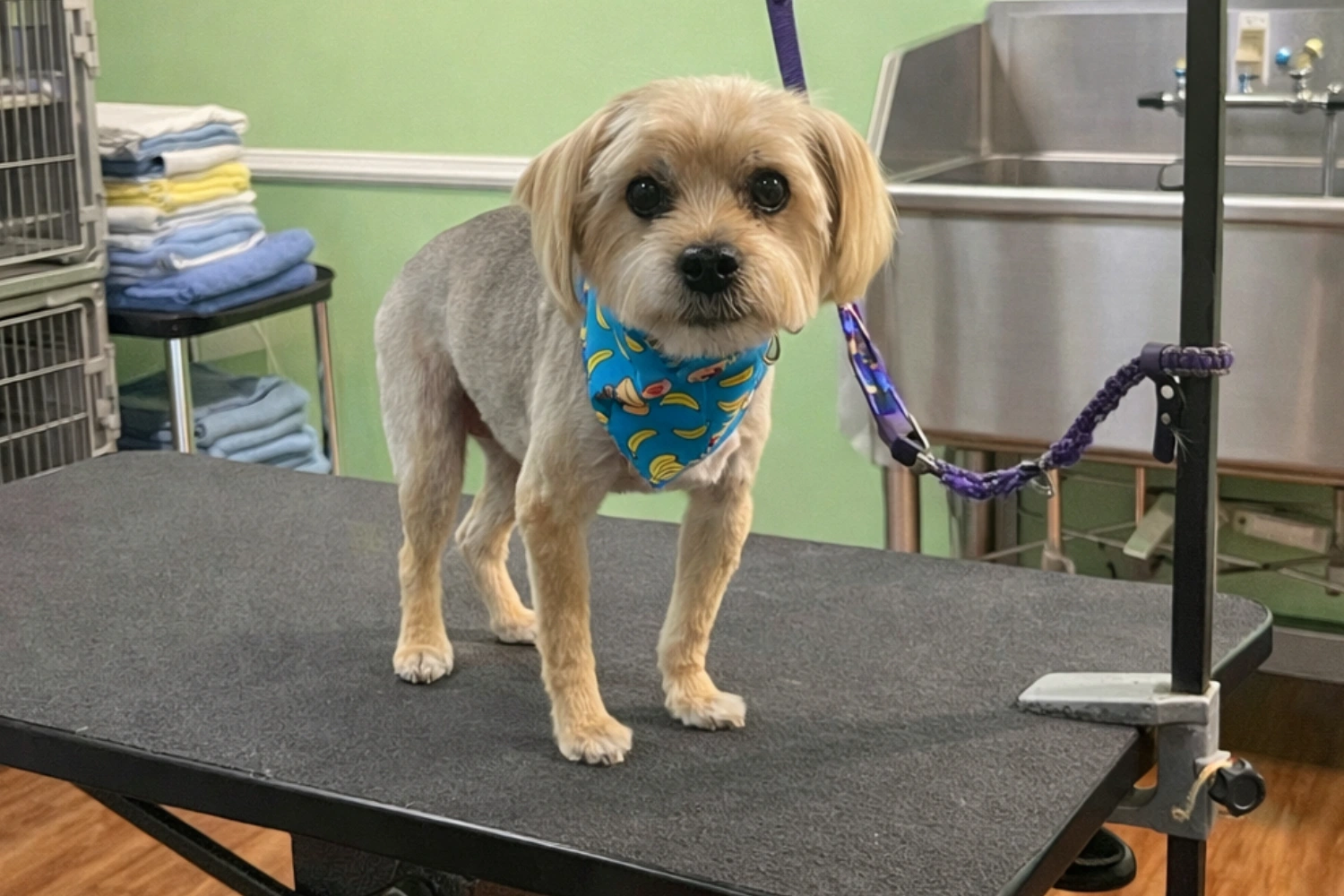 Dog on grooming table wearing blue bandana.