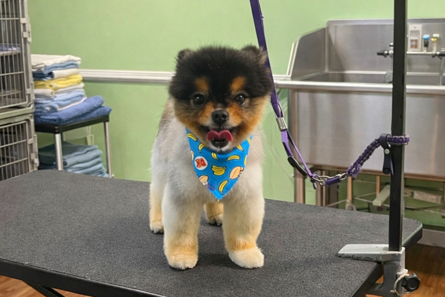 Fluffy dog wearing blue bandana at groomer.