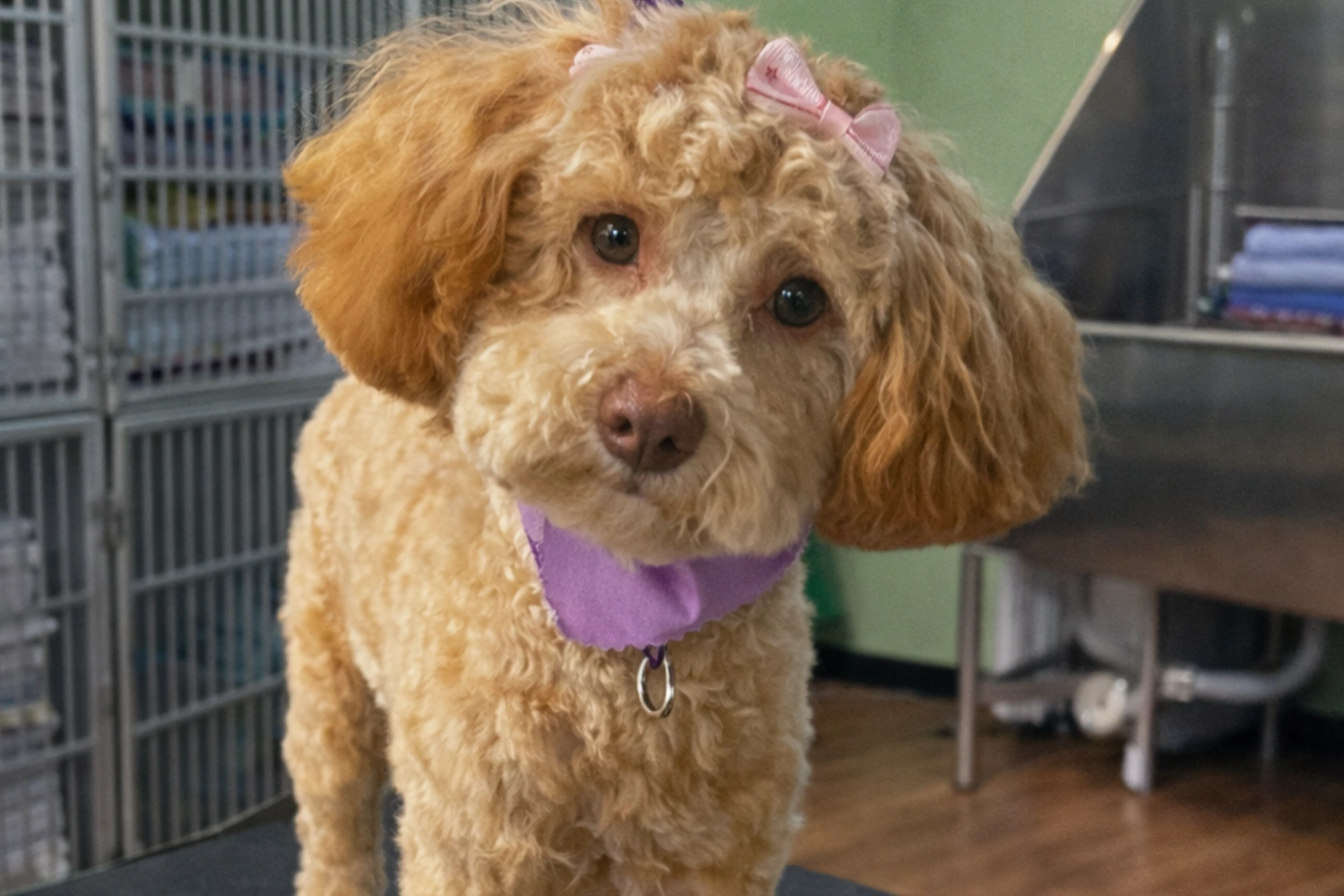 Curly-haired dog with purple bandana and bow.