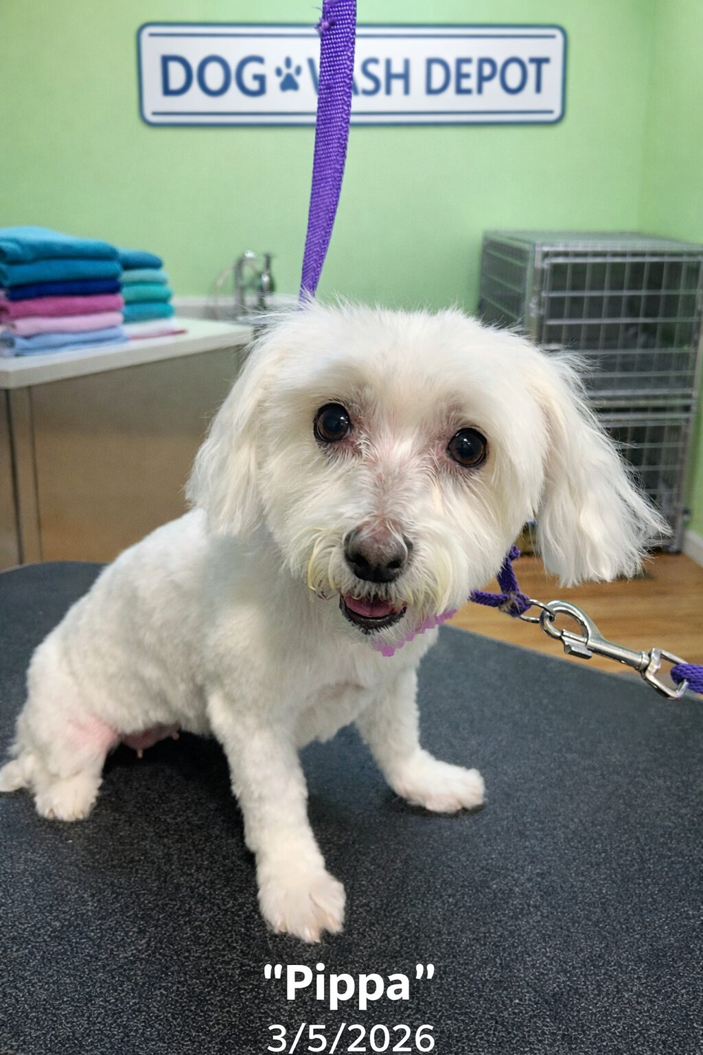 Small white dog on grooming table