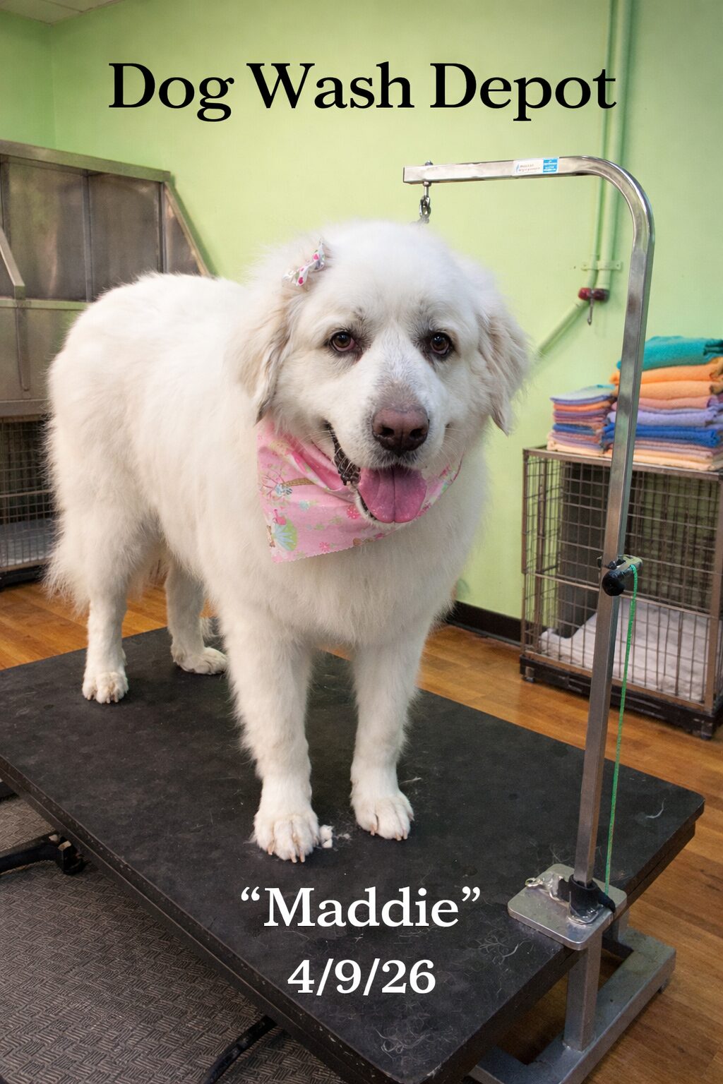 Fluffy white dog with pink bandana on table