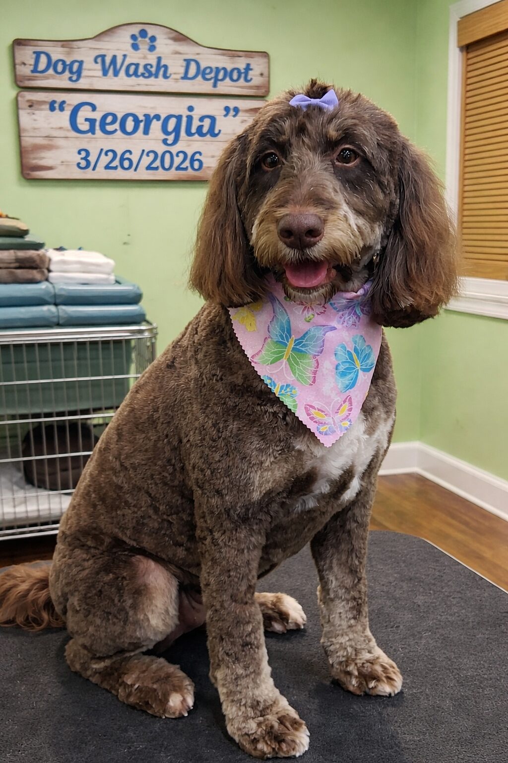 Groomed brown dog with floral bandana