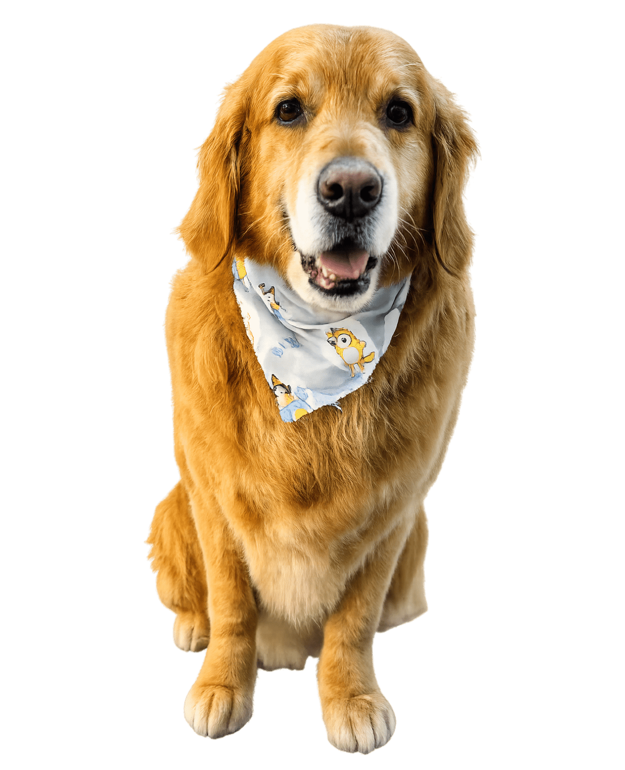 Smiling golden retriever wearing patterned bandana