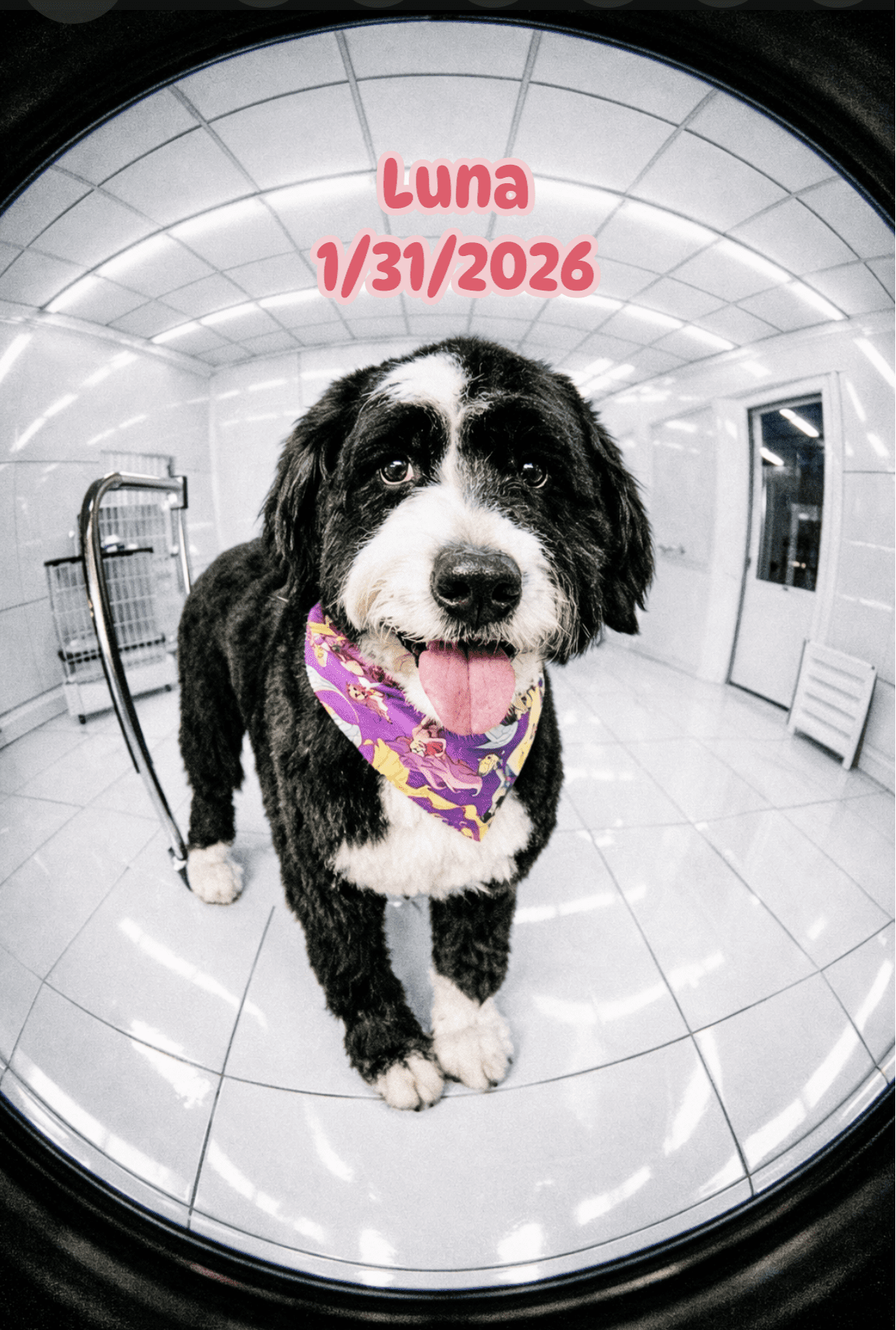 Luna the dog wearing purple bandana