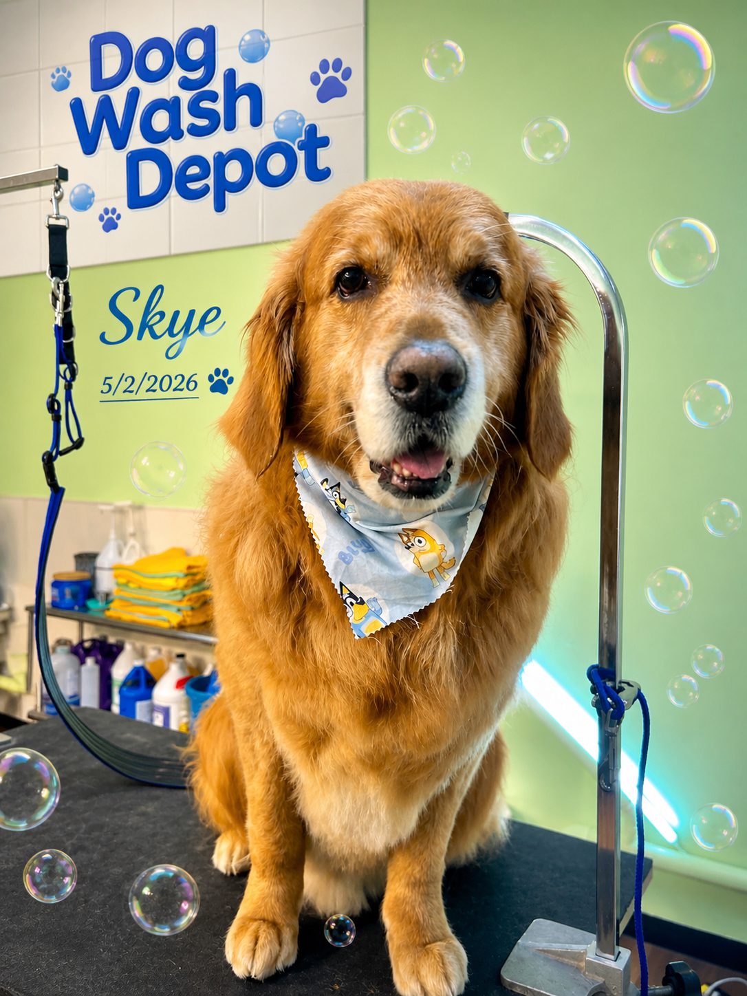 Golden retriever wearing bandana at dog wash