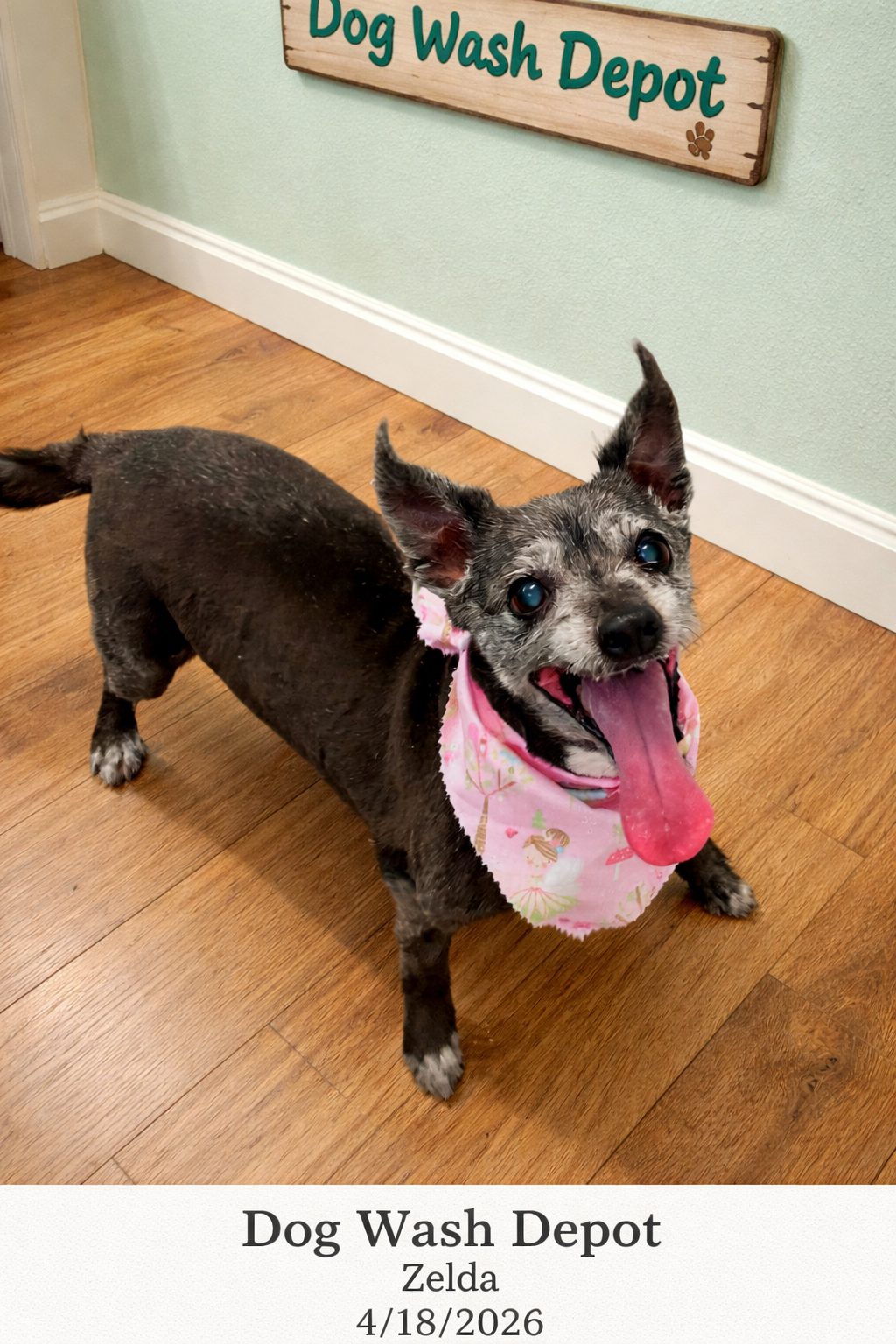 Happy dog at wash depot wearing pink bandana